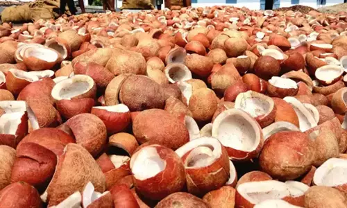 அரவை கொப்பரை அரசு கொள்முதல் மையங்கள் இன்று திறப்பு