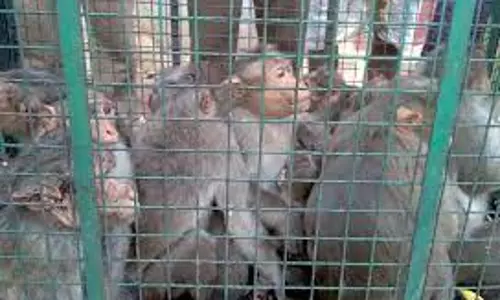 அரகண்ட நல்லூர் பகுதியில் பொதுமக்களை அச்சுறுத்திய      குரங்குகள் பிடிக்கப்பட்டது:  வனப்பகுதியில் விடப்பட்டன