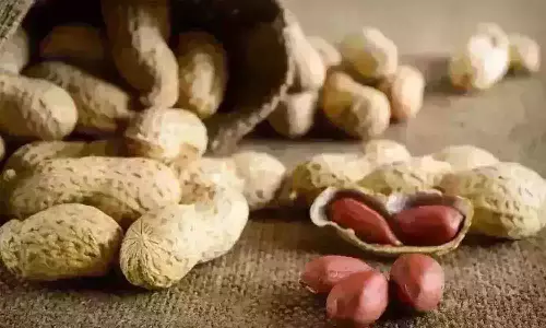 வெள்ளகோவில் ஒழுங்குமுறை விற்பனை கூடத்தில் நிலக்கடலை ஏலம்