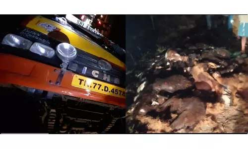 லாரி கவிழ்ந்த விபத்தில் 30 ஆடுகள் சாவு