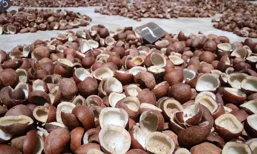 உடுமலை, பெதப்பம்பட்டி ஒழுங்குமுறை விற்பனை கூடங்களில் கொப்பரை கொள்முதல்