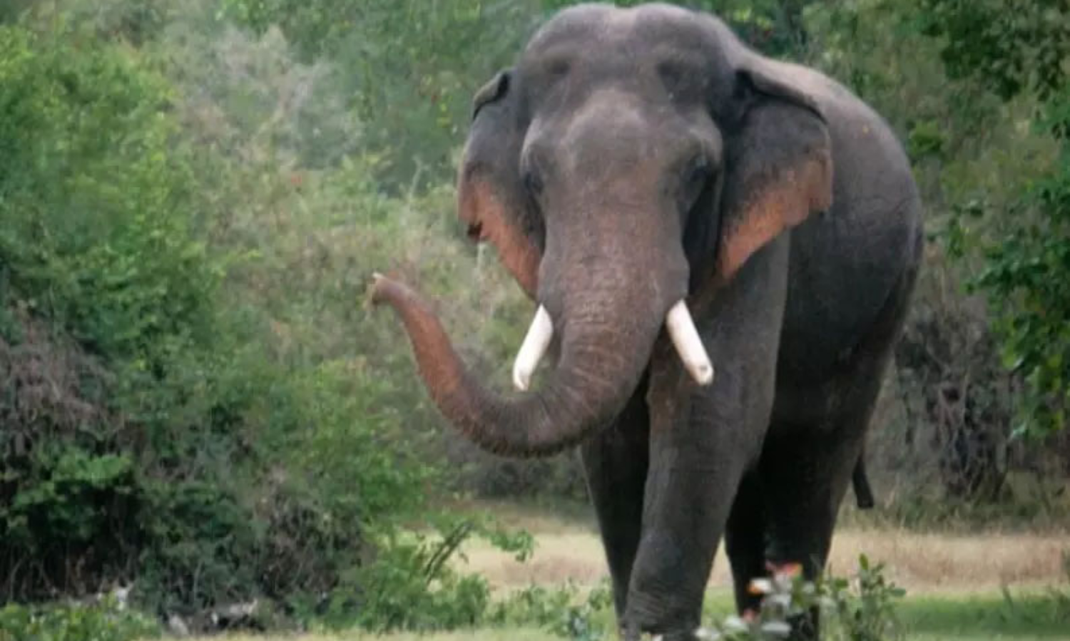 கூடலூர் அருகே ஊருக்குள் புகுந்த காட்டு யானை | A wild elephant entered the town near Kudalur