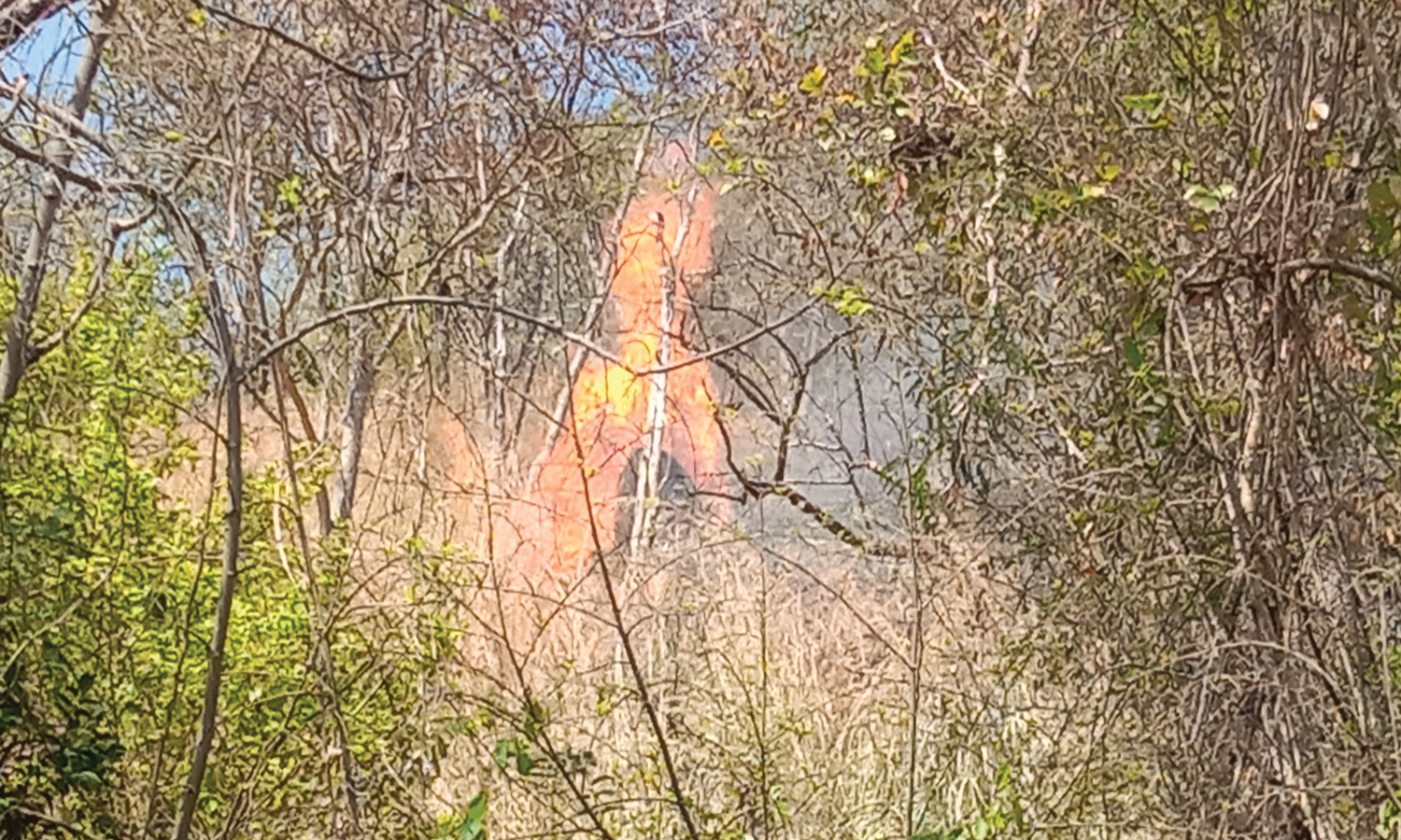 பெரும்பாறை அருகே வனப்பகுதியில் மீண்டும் காட்டுத்தீ