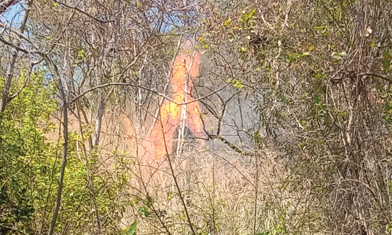 பெரும்பாறை அருகே வனப்பகுதியில் மீண்டும் காட்டுத்தீ பெரும்பாறை அருகே வனப்பகுதியில் மீண்டும் காட்டுத்தீ