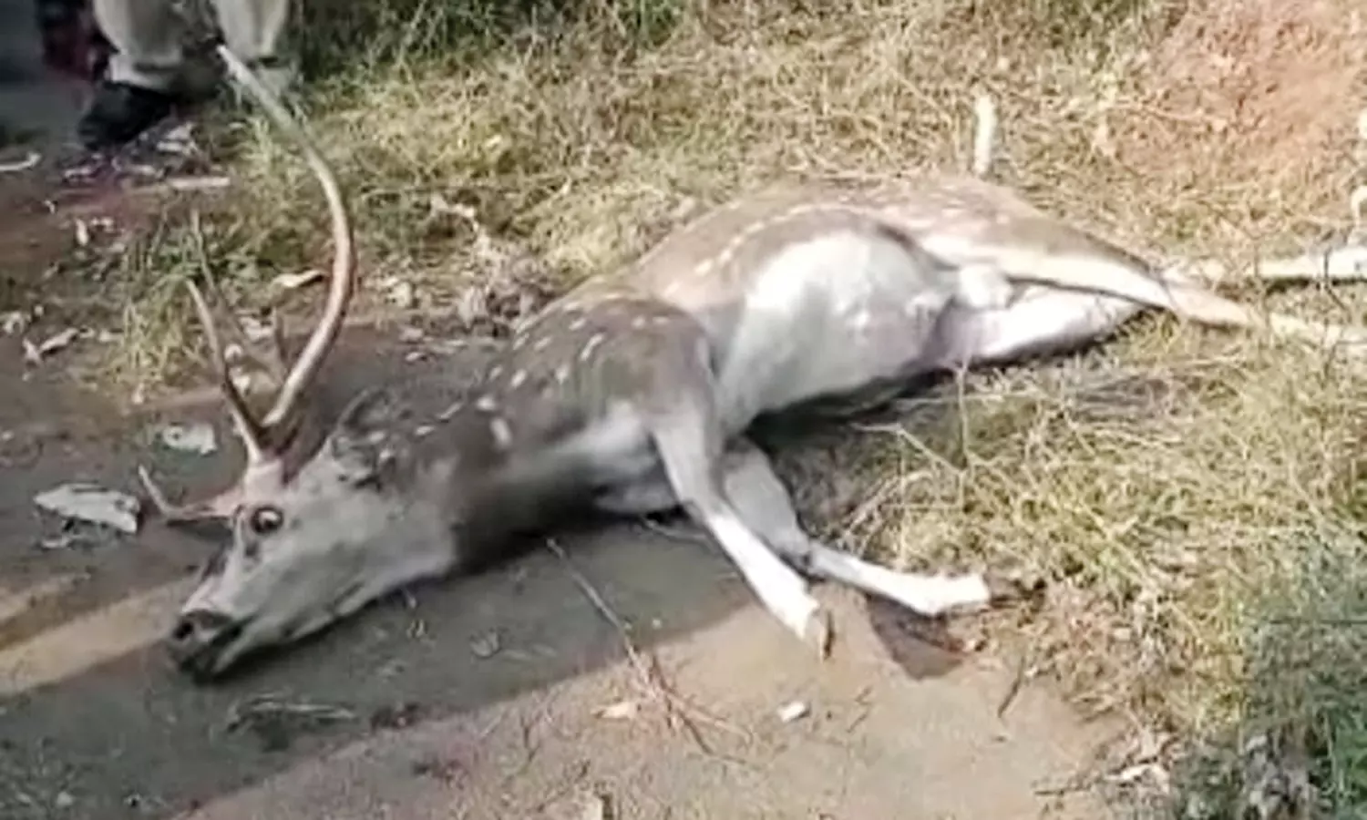 கண்டமனூர்: தண்ணீர் தேடி வரும் மான்கள் விபத்தில் இறக்கும் பரிதாபம் கண்டமனூர்: தண்ணீர் தேடி வரும் மான்கள் விபத்தில் இறக்கும் பரிதாபம்