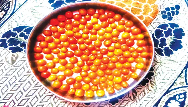 அரிய வகை இலந்தைப்பழ தக்காளிவாழப்பாடி பகுதியில் அறுவடை அரிய வகை இலந்தைப்பழ தக்காளிவாழப்பாடி பகுதியில் அறுவடை