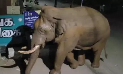 மேட்டுப்பாளையம் அருகே ஒய்யாரமாக சாலையை கடந்துஊருக்குள் சுற்றிய பாகுபலி யானை