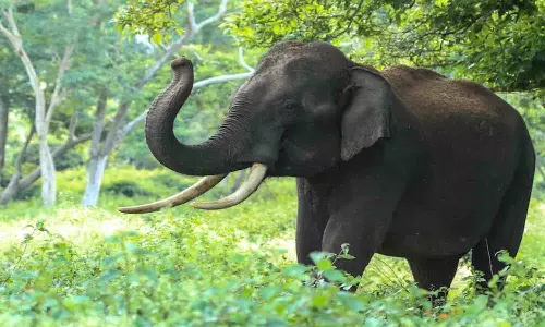 யானைகளால் அத்தியாவசிய பொருட்கள் வாங்க செல்ல முடியாமல் அச்சத்தில் தவிக்கும் மலைவாழ் மக்கள்