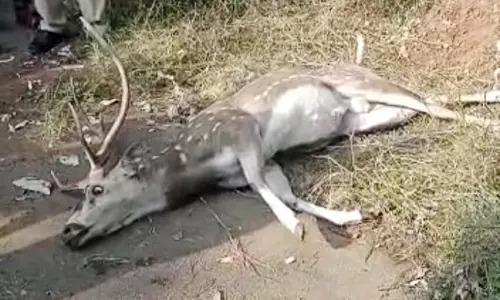 கண்டமனூர்: தண்ணீர் தேடி வரும் மான்கள் விபத்தில் இறக்கும் பரிதாபம்