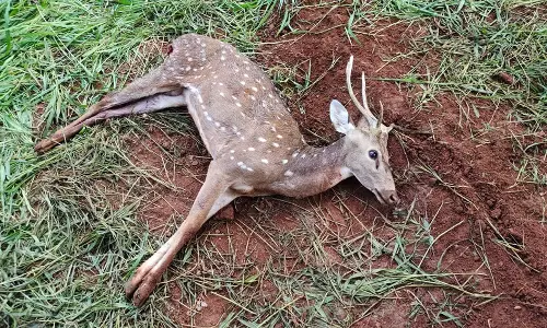 நாய் கடித்து இறந்த மான் குழிதோண்டி புதைப்பு