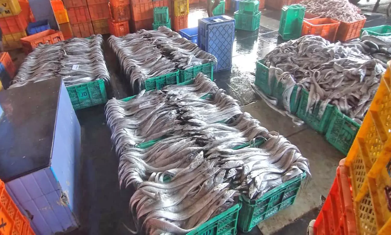 குளச்சலில் விசைப்படகுகளில் சிக்கிய வாளை மீன்கள் குளச்சலில் விசைப்படகுகளில் சிக்கிய வாளை மீன்கள்