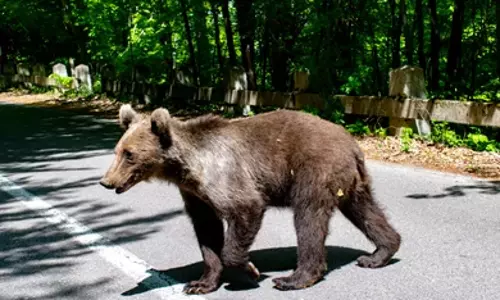 தலமலை சாலையில் நடமாடிய கரடியால் பரபரப்பு