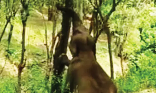 குன்னூர் அருகே பலா மரத்தில் ஏறி துதிக்கையால் பழத்தை பறித்து ருசித்த காட்டு யானை