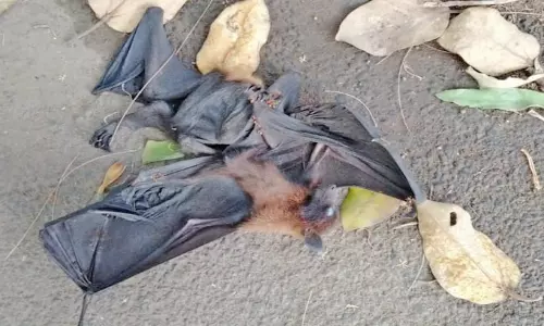 ராணிதோட்டம் டெப்போவில் உள்ள மரத்தில் இருந்து இறந்து விழுந்த வவ்வால்கள்