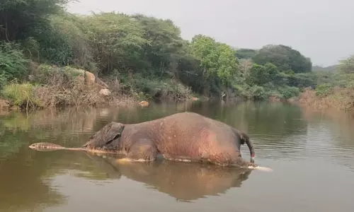 ஒகேனக்கல் வனப்பகுதியில் அடுத்தடுத்து 2 காட்டு யானைகள் பலி