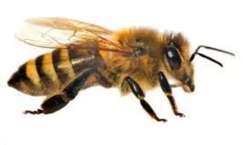 திருவள்ளூர் அருகே ராட்சத தேனீக்கள் கொட்டியதில் பெண்கள் உள்பட 25 பேர் மயக்கம்