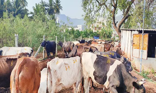 ஒட்டன்சத்திரத்தில் நகராட்சி மூலம் வாரச்சந்தை தொடங்கியதால் வியாபாரிகள் மகிழ்ச்சி