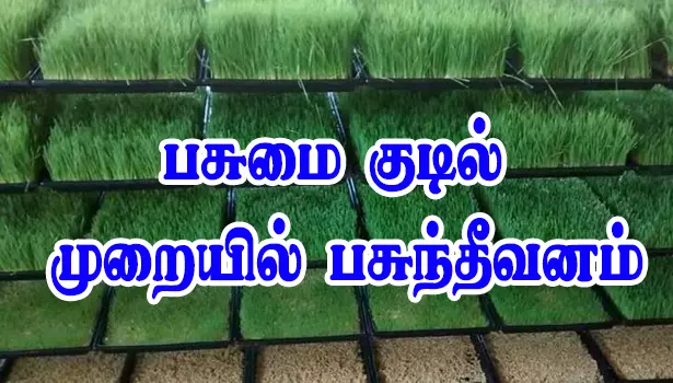 நாமக்கல் மாவட்டத்தில் பசுமை குடில் முறையில் பசுந்தீவனம் உற்பத்தி