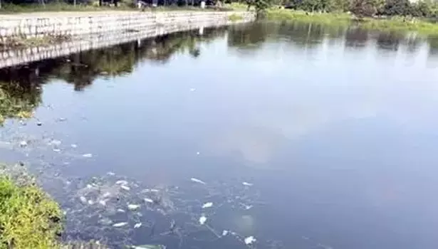 நாமக்கல் கொண்டிசெட்டிபட்டி ஏரியில்கழிவுநீர் கலப்பதால்  செத்து மிதக்கும் மீன்கள்