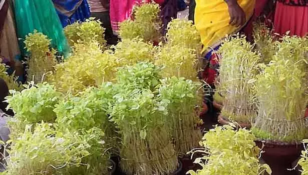 ஜம்புரோபுரம் மாரியம்மன் கோவில் பங்குனி பொங்கல் -முளைப்பாரி உற்சவம்