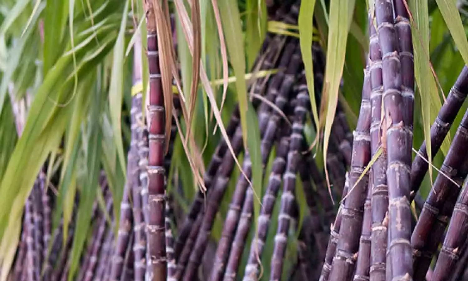 கரும்பு சாகுபடியை கைவிடும் விவசாயிகள் - சிறப்பு திட்டங்களை செயல்படுத்த வலியுறுத்தல் கரும்பு சாகுபடியை கைவிடும் விவசாயிகள் - சிறப்பு திட்டங்களை செயல்படுத்த வலியுறுத்தல்