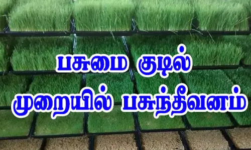 நாமக்கல் மாவட்டத்தில் பசுமை குடில் முறையில் பசுந்தீவனம் உற்பத்தி