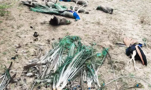 தேவகோட்டை அருகே 10-க்கும் மேற்பட்ட மயில்கள் திடீர் மரணம்- உணவில் விஷம் கலந்து வைத்தது யார்?