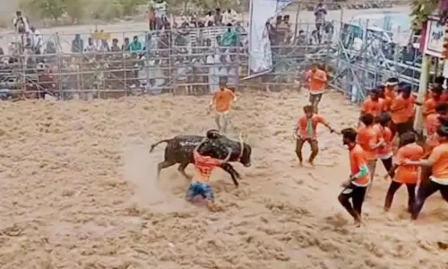 மஞ்சுவிரட்டில் 500 காளைகள் பங்கேற்பு; 19 பேர் காயம்