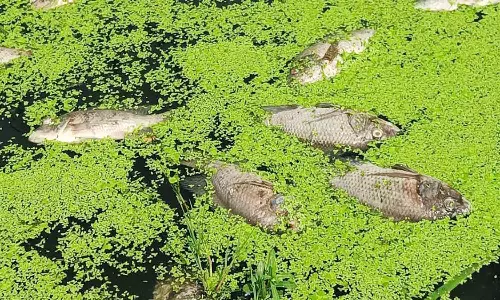 தடுப்பணையில் செத்து மிதந்த மீன்கள்