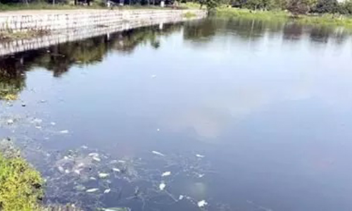 நாமக்கல் கொண்டிசெட்டிபட்டி ஏரியில்கழிவுநீர் கலப்பதால்  செத்து மிதக்கும் மீன்கள்