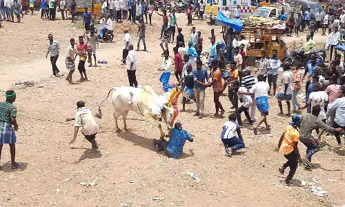 காளை விடும் விழாவில் போலீஸ் தடியடி