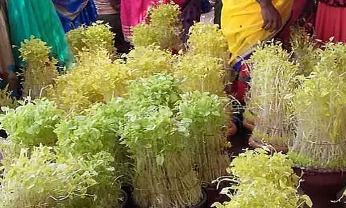 ஜம்புரோபுரம் மாரியம்மன் கோவில் பங்குனி பொங்கல் -முளைப்பாரி உற்சவம்