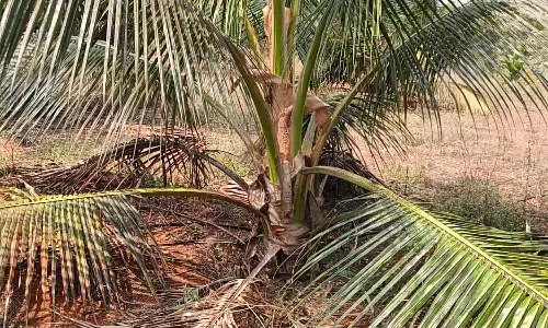 ஆசிட் ஊற்றி தென்னை மரங்களை அழித்த கும்பல்