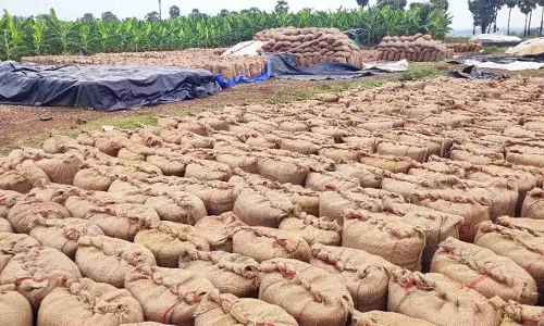 நெல் மூட்டைகள் தேக்கம்