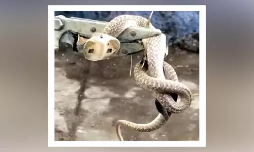 முக்கூடல் அருகே வீட்டில் புகுந்த 10 அடி நீள நல்ல பாம்பு