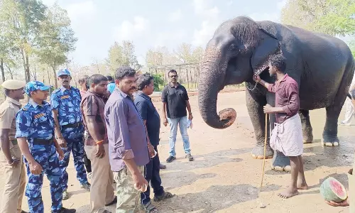 நெல்லையில் மீட்கப்பட்ட பெண் யானை திருச்சி யானைகள் மறுவாழ்வு மையத்தில் ஒப்படைப்பு