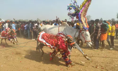 தேன்கனிக்கோட்டையில் எருதுவிடும் விழா  கோலாகலம்