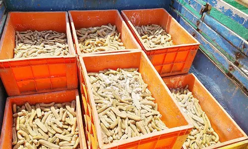 ரூ.30 லட்சம் மதிப்பு கடல் அட்டைகள் பறிமுதல்; இருவர் கைது