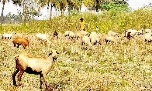 இயற்கை உரமாகும் கால்நடை கழிவுகள்