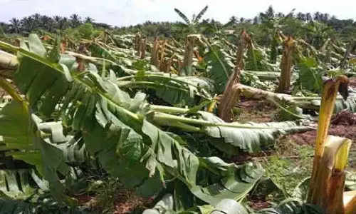 சூறாவளியில் இருந்து வாழை மரங்கள் சேதமாவதை தடுக்கும் காற்றுத்தடுப்பான்