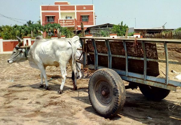 விருத்தாசலத்தில்    மணல் கடத்திய மாட்டு வண்டி பறிமுதல்