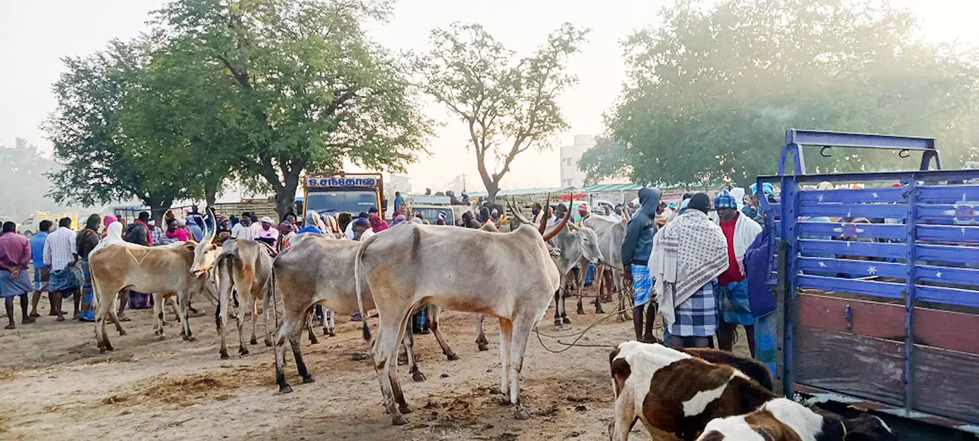 புளுதியூர் வாரச்சந்தையில் ரூ.39 லட்சத்திற்கு கால்நடைகள் விற்பனை புளுதியூர் வாரச்சந்தையில் ரூ.39 லட்சத்திற்கு கால்நடைகள் விற்பனை