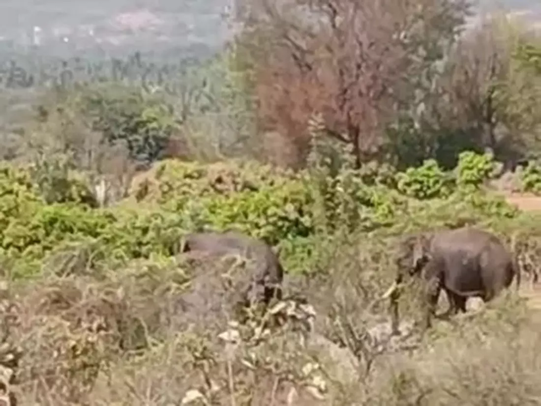 ஊருக்குள் புகுந்த 2 யானைகளை வனப்பகுதிக்குள் விரட்ட விவசாயிகள் கோரிக்கை
