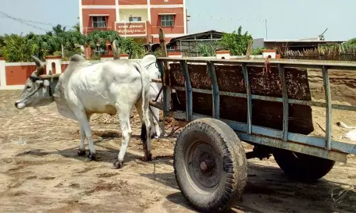 விருத்தாசலத்தில்    மணல் கடத்திய மாட்டு வண்டி பறிமுதல்