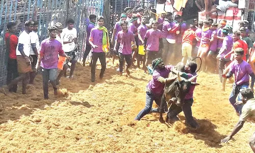 மதுரை அருகே ஜல்லிக்கட்டு- சீறிப்பாய்ந்த காளைகளை அடக்கிய மாடுபிடி வீரர்கள்