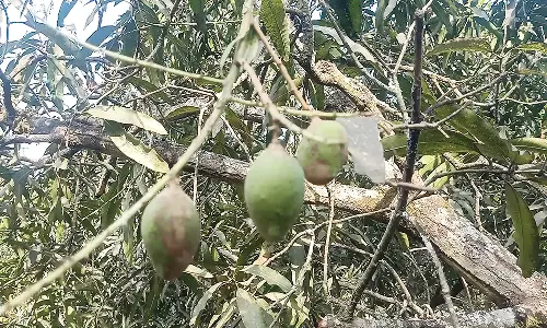 போடியில் மா விவசாயம் பாதிப்பு: செல்பூச்சி தாக்குதலால் விவசாயிகள் கவலை