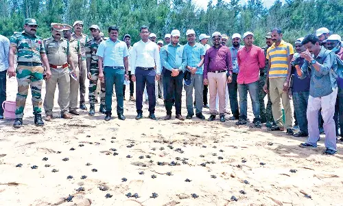 துவாரகாபதி கடற்கரையில் ஆமைக்குஞ்சுகளை கடலில் சேர்க்கும் பணி