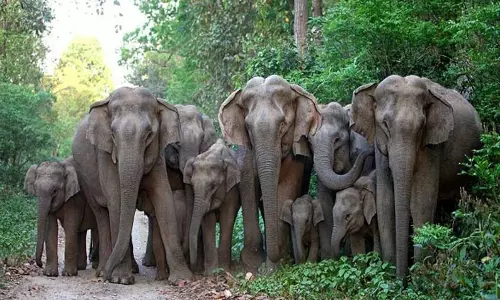 குன்னூரில் பலா பிஞ்சுகளை ருசிக்க முகாமிட்டுள்ள காட்டுயானைகள்