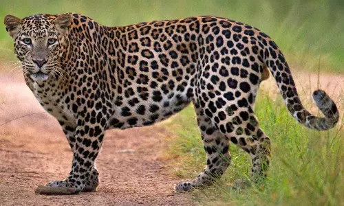 கோத்தகிரி அருகே குடியிருப்பு பகுதிக்குள் புகுந்த சிறுத்தை