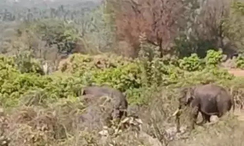 ஊருக்குள் புகுந்த 2 யானைகளை வனப்பகுதிக்குள் விரட்ட விவசாயிகள் கோரிக்கை